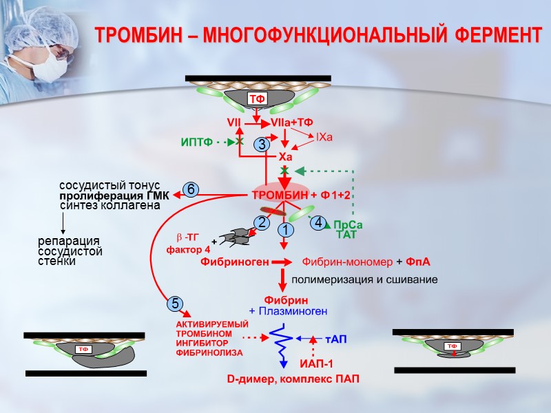 ТРОМБИН – МНОГОФУНКЦИОНАЛЬНЫЙ ФЕРМЕНТ 1 2 5 4 3 6 синтез коллагена сосудистый тонус